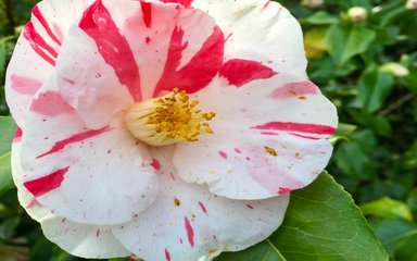 semi-double blossoms, white to pale pink with carmine red streak and crinkled, glossy bright green leaves.