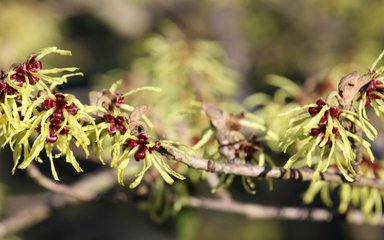 The pale yellow flowers of a Japanese witch hazel. Dark red middles with long thin petals 