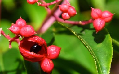 small pink heart-shaped capsules are splitting open to reveal shiny blue-black seeds.