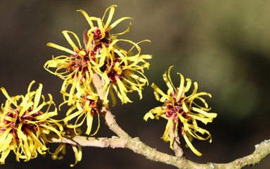 Flowering in pale yellow on bare stems is the Chinese witch hazel 