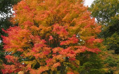 Stunning maple tree bursting with colour from yellow to red.