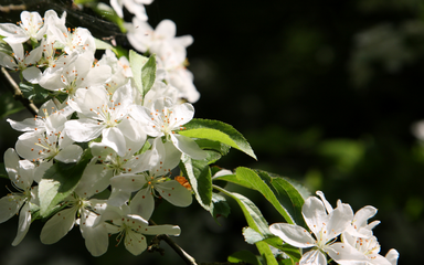 masses of fragrant flowers which open in pink and slowly fade to white. 