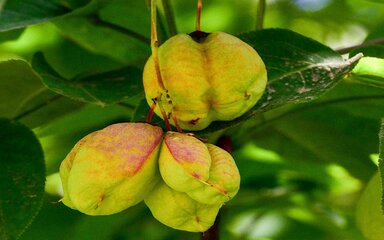 delightful pink-tinged pods of the Bladdernut 