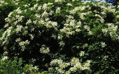 Wide angle photo of a profusion of small white flowers against a backdrop of green leaves