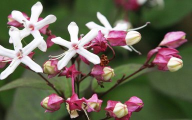 star-like clusters of scented white flowers with maroon calyces