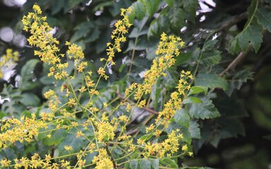 small rich yellow flowers at the end of the branches of the pride of India.