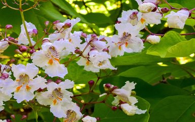 stunning white flowers of the golden Indian bean tree.