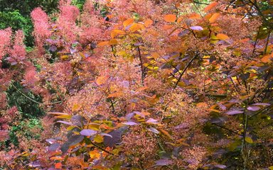 Feathery pink fronds against rich purple-bronze leaves jut out from the image