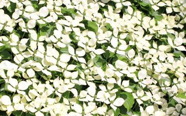 A mass of small white flowers overwhelm the tree - each flower with four oval shaped and pointy leaves burst from green leaves filling any space possible.