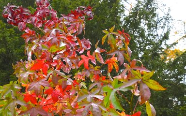 A striking sweet gum tree with beautiful red leaves covering the branches.