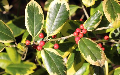 Dark red berries sit along a branch surrounded by leaves which are a mixture of dark and pale green with cream