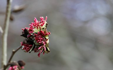 charming crimson flowers decorating the branches of a Persian ironwood
