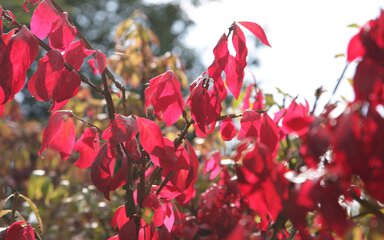 Winged Spindle