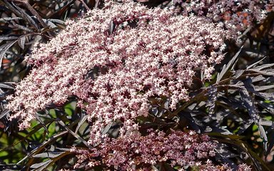 Delicate pale clusters of small flowers sit against dark purple leaves 