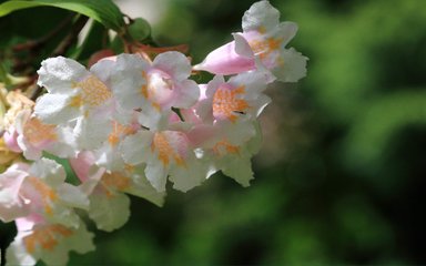 Small clusters of delicate white flowers surround a spotted yellow centre. 