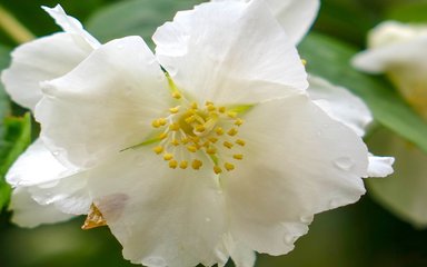 A wide open white flower with delicate petals with a spotty yellow centre.