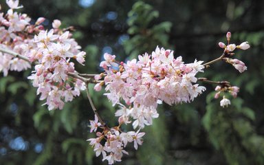 Abundant pale pink flowers on a thin branch of a cherry tree