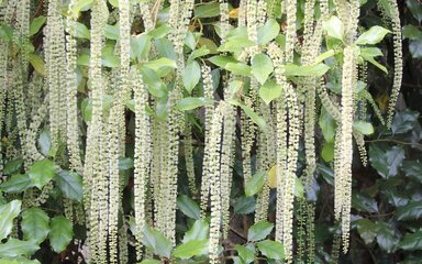 Long racemes of whitish green flowers fall from the top of the image with sharp pointy green leaves between.
