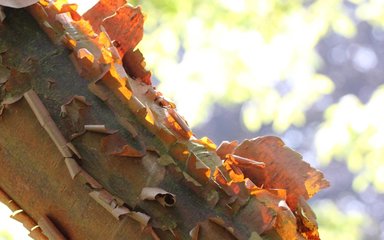 a close up of the trunk of a tree. The bark is light brown and peeling away in little spirals like wood shavings.