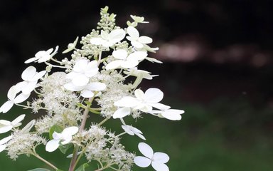 a mass of white petals and soft fluffy cloud like foliage jut out from a green stem. Each flower have 4 oval petals opened out to be perfectly flat.