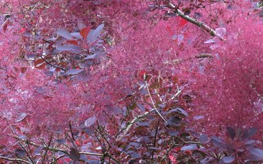 bright purple strands of the Purple smoke bush