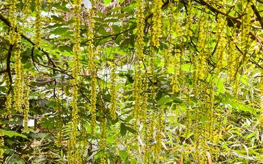 majestic hybrid wingnuts are an impressive sight across the arboretum with their multiple strings of lime-green wing-like fruits