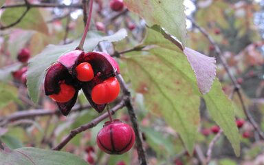 Bright orange spindle tree berries bursting out of a bright pink case. 