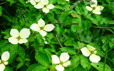 Spread far apart are white flowers made up of 4 oval shaped petals with small dark green leaves set behind the flowers