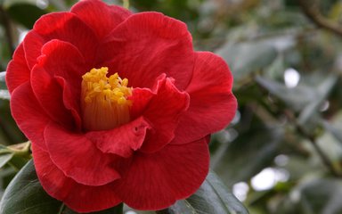 A stunning red semi-double flower with yellow stamens