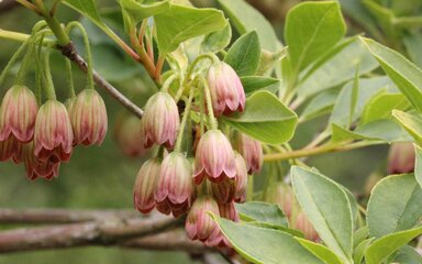 pendulous clusters of bell-shaped flowers, creamy-yellow with pink striping and edging