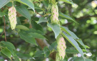 distinctive pale green papery seeds of the Japanese hornbeam 