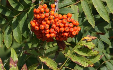 Sorbus esserteauiana 'Flava' is laden with large heads of richly orange-yellow fruit.