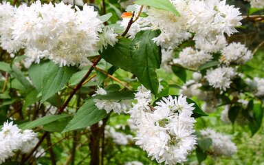 clusters of feathery white flowers of the Deutzia x magnifica