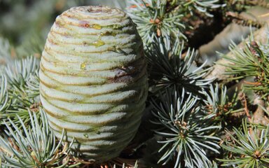 large green upright cone sitting on a bed of pine needles. 