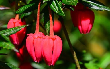 clusters of eye-catching crimson lantern-like flowers which contrast beautifully with the slim, dark green pointed leaves.