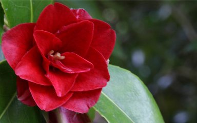 glamorous deep red flowers with pointed petals of a Camellia Kouron-jura