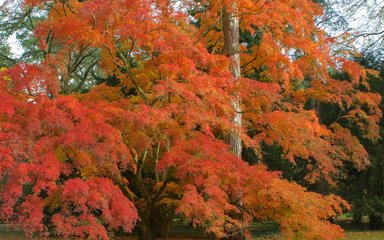 A large maple tree with glorious red foliage spilling off every branch