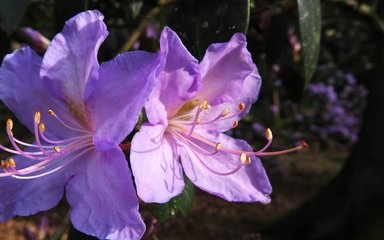 beautiful pale violet funnel-shaped flowers, Rhododendron augustinii is a real showstopper 