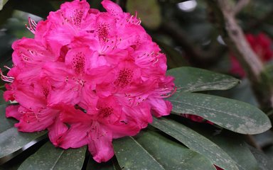 Deep pink flowers of a Rhododendron
