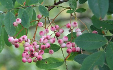 Delicate pink berries hanging from a thin set of branches against pale green leaves.  