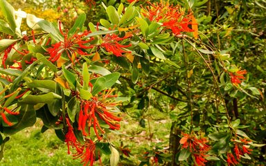 long thin spike like petals jut out like fireworks from a mass of oval shaped leaves