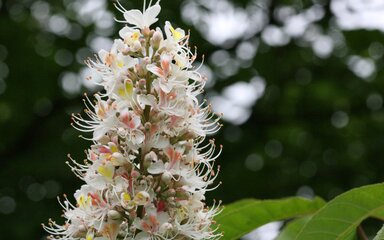 Pretty white flowers flushed with yellow and pink stand tall in a cone like shape