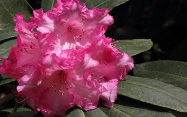 Large, deep-pink flowers of a rhododendron sits on a bed of long dark green leaves.