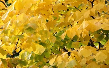 Yellow butter-coloured leaves