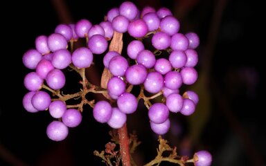Japanese beauty berry - bright purple berries in a clump