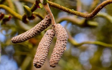 Strongly twisted branches with pendant brownish yellow catkins at the end