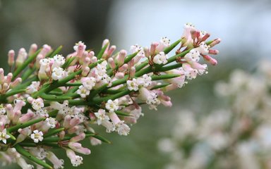 A spiky shrub with small tubular, pink-white flowers of the Crucifixion thorn