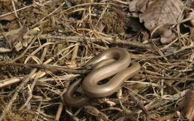 Slow worm