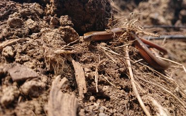 Slow worm on compost at Bedgebury National Pinetum