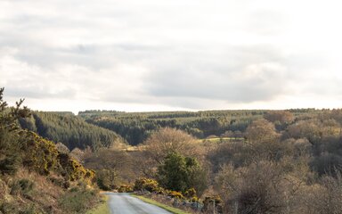 A road going down into a tree covered valley surrounded by gorse bushes.
